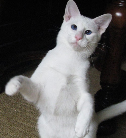 قطط سيامو , انواع القطط و اسمائها صور جميلة