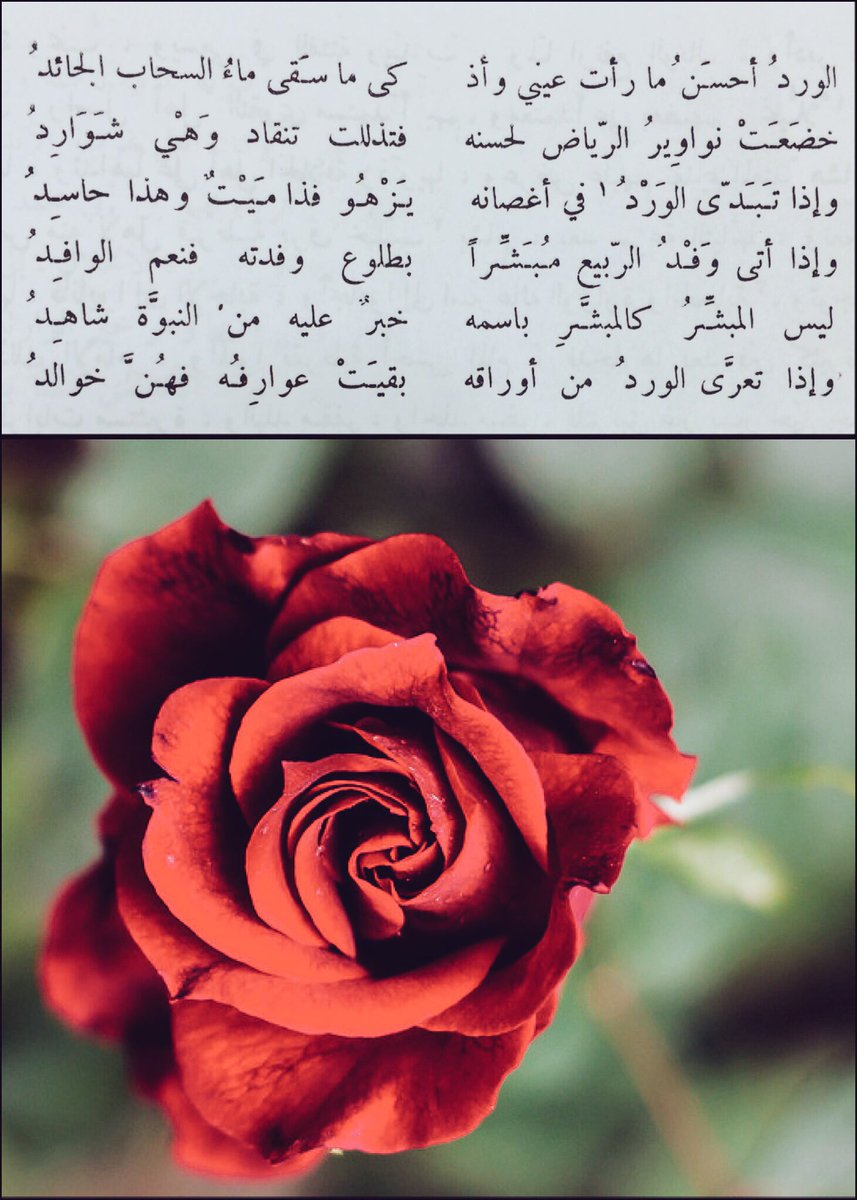 عبارات عن الورد , كلمات رائعه عن الورود و جمالها - صور جميلة
