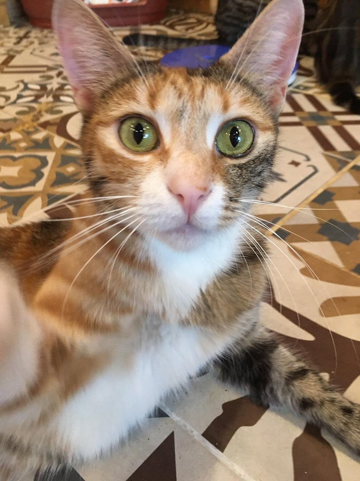 قطط رومي , معلومات و صور رائعه عن القطط الرومى تعرف عليها - صور جميلة