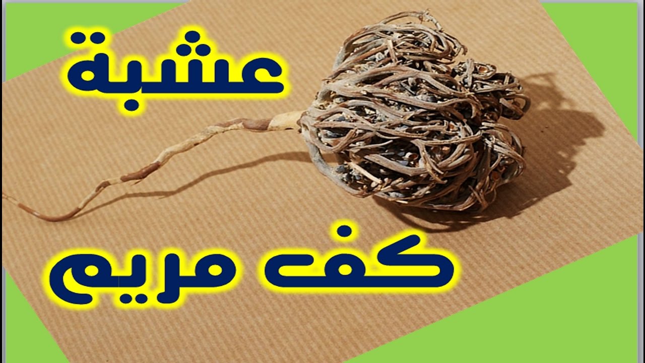 تعرف علي عشبة كف مريم الرائعة - عشبة كف مريم 2156