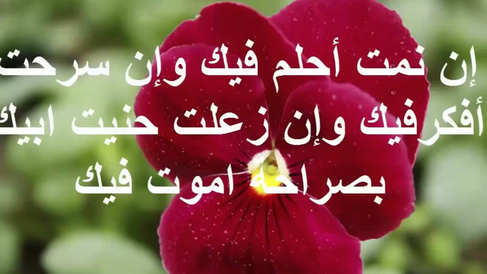 رسائل نصيه , اجمل رساله فى الحب