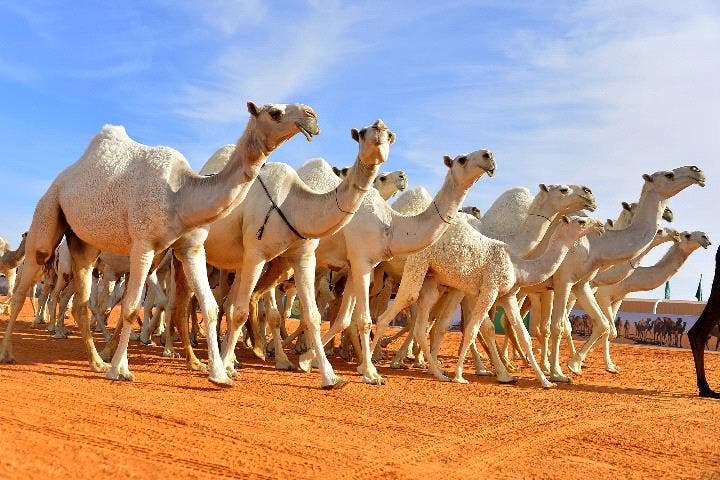 قصائد في الابل - كلمات مدح للجمال 7376 1