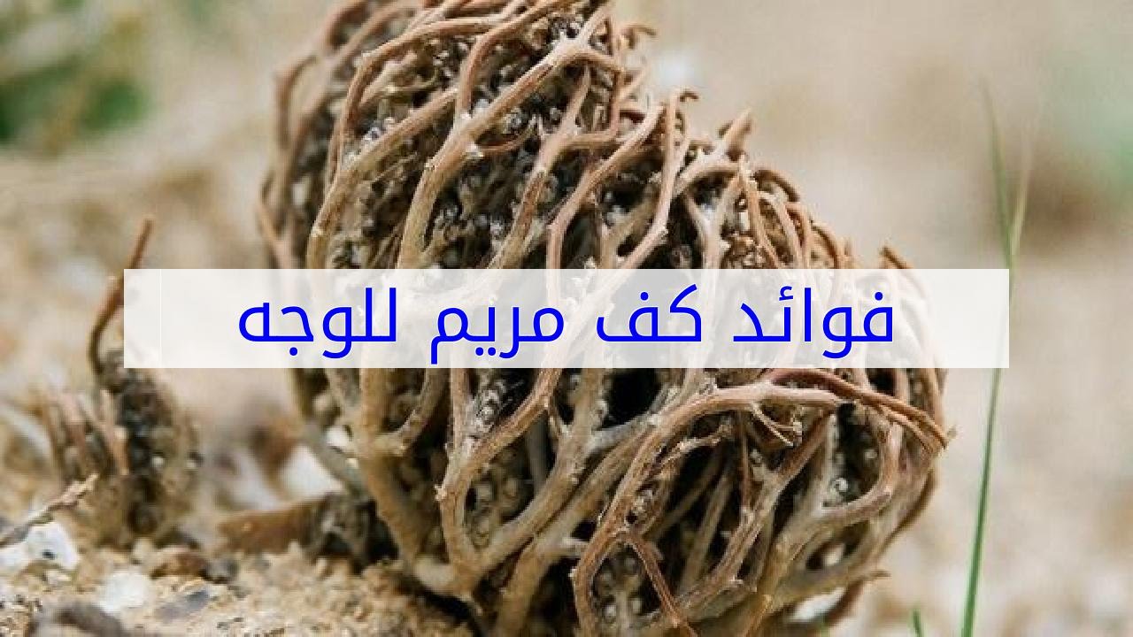 تعرف علي عشبة كف مريم الرائعة - عشبة كف مريم 2156 5