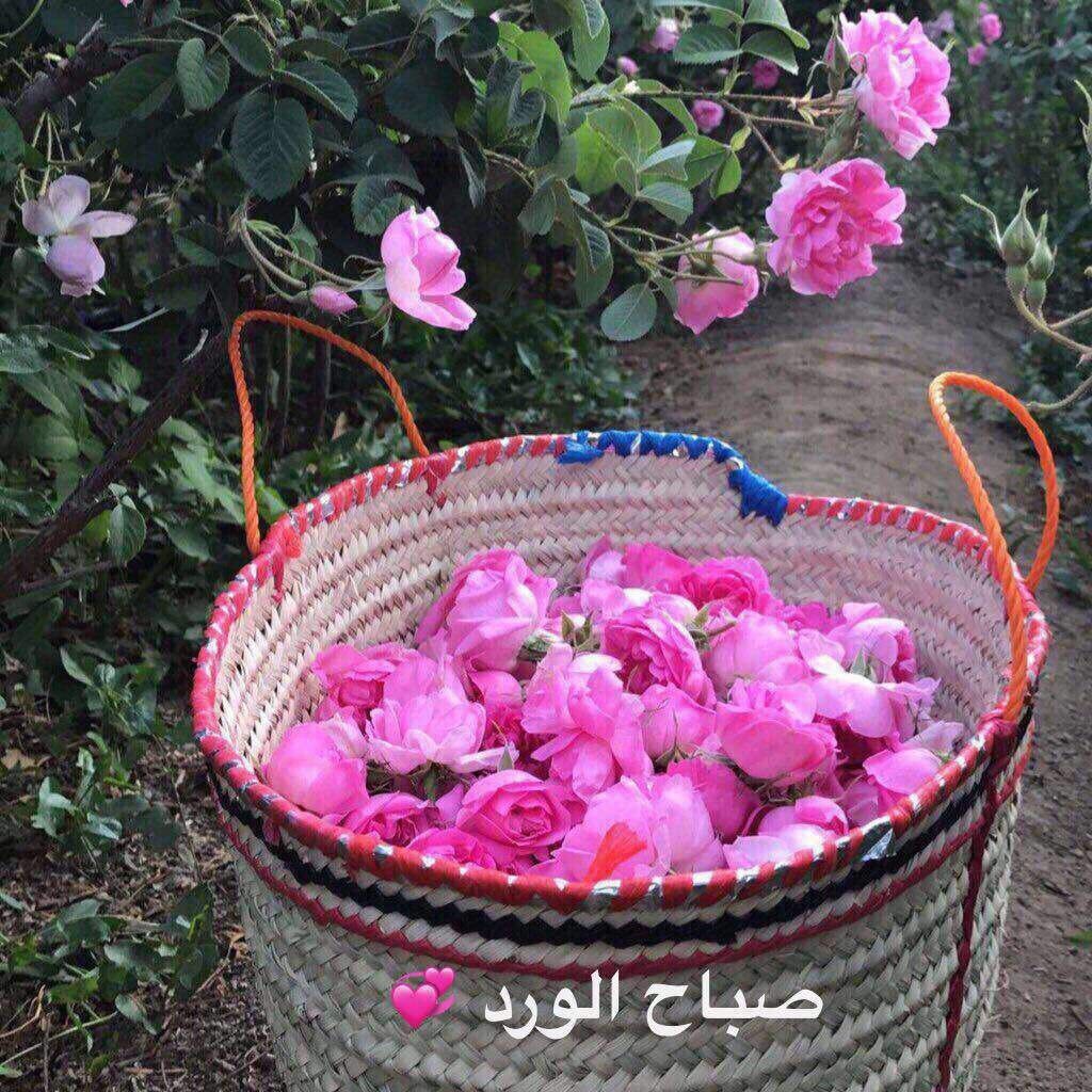 ورد صباح الخير 2692 6