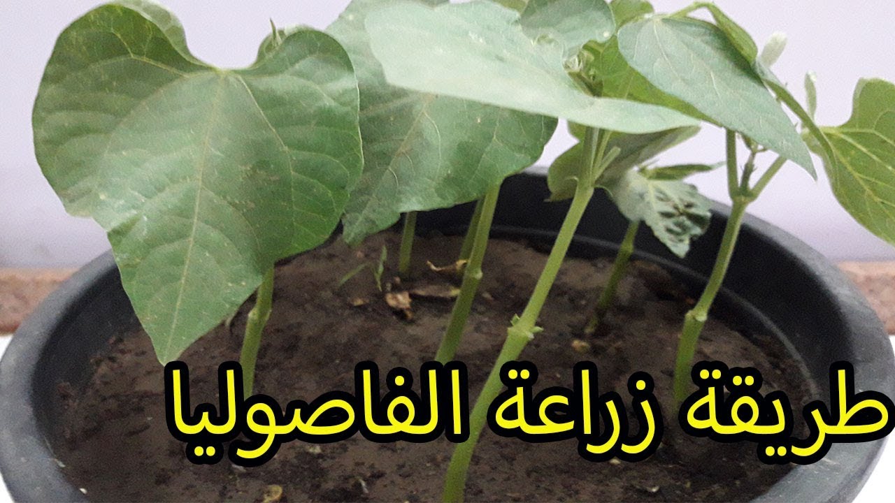 كيفية زراعة الفاصولياء , خطوات زراعه الفاصوليا