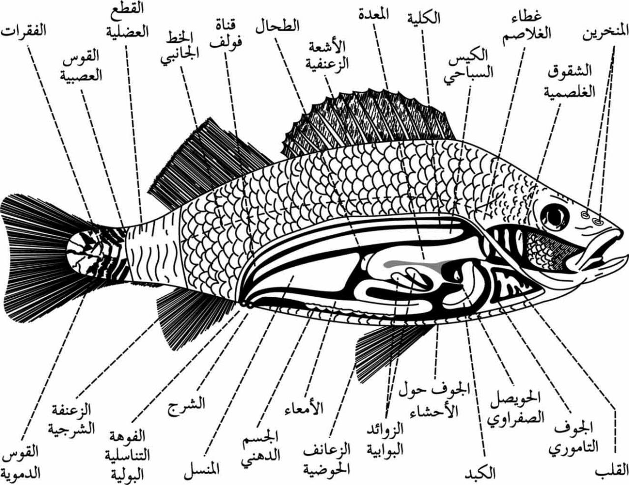 كيف تتنفس السمكة - اهمية الخياشيم بالنسبة للاسماك 7567 2