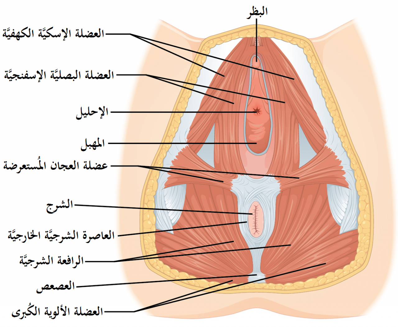 الفرج عند المرأة معلومات اول مره اعرفها 8010 1