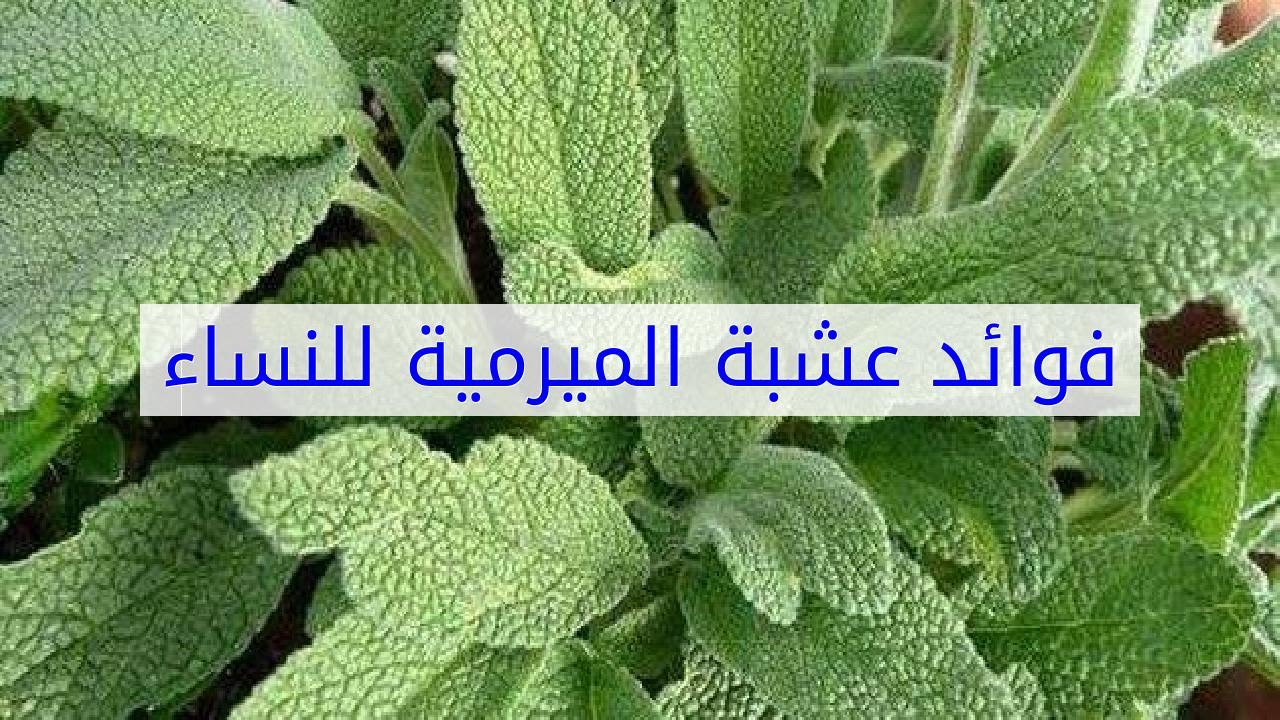 لعشبة الميرمية فوائد مزهلة تعرف عليها - عشبة الميرمية 2138 7