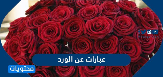 شعر عن الورد - كلمات اشعار جميله اوى 2815 8