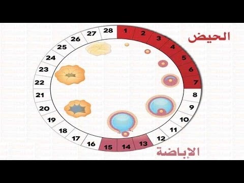 افضل وقت للحمل - معلومه تهم المراه بشده 765