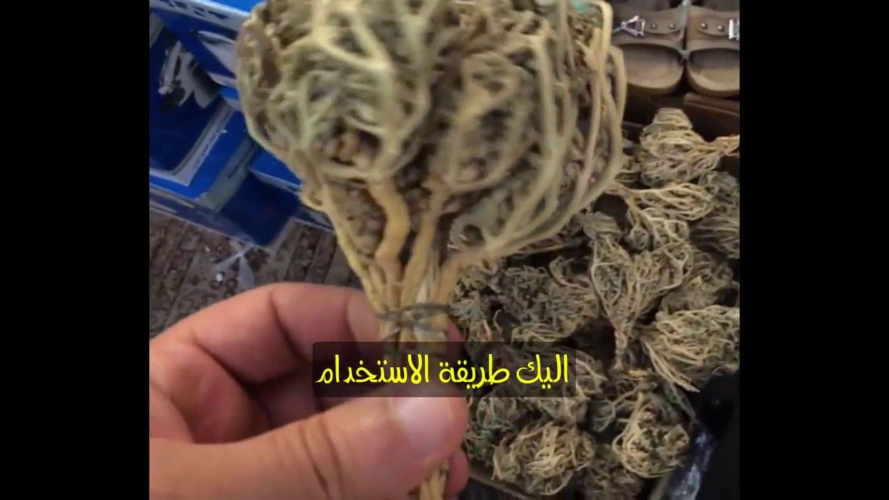 تعرف علي عشبة كف مريم الرائعة - عشبة كف مريم 2156 9