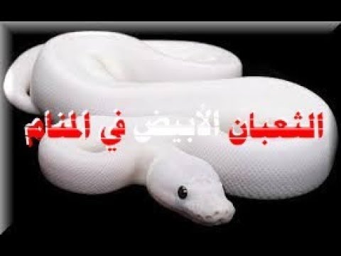 حلم ثعبان ابيض , راي مفسرين الاحلام عن الثعبان الابيض في المنام