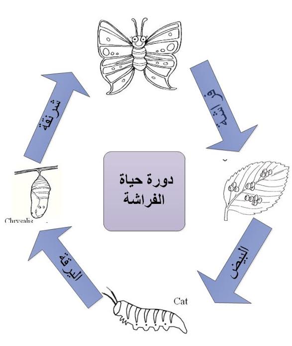 دورة حياة الفراشة بالرسم , معلومات عن نمو الفراشة