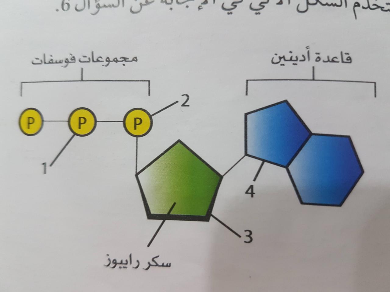 اي العبارات التالية صحيحة فيما يتعلق باستطالة السلسلة الثانوية , اسئله الثانويه العامه