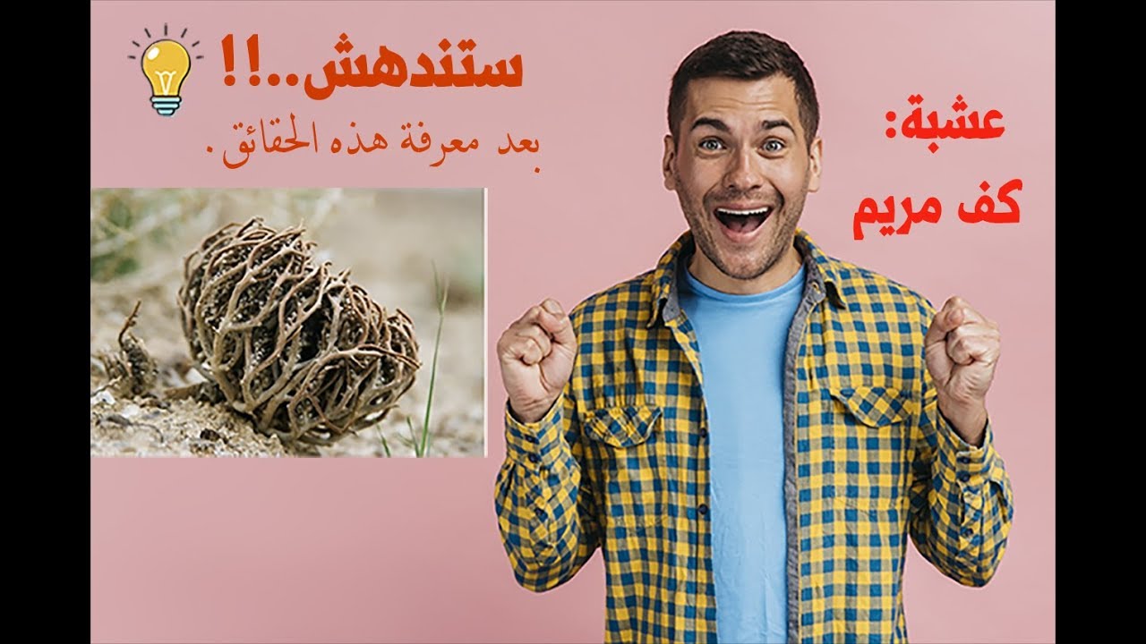 تعرف علي عشبة كف مريم الرائعة - عشبة كف مريم 2156 10