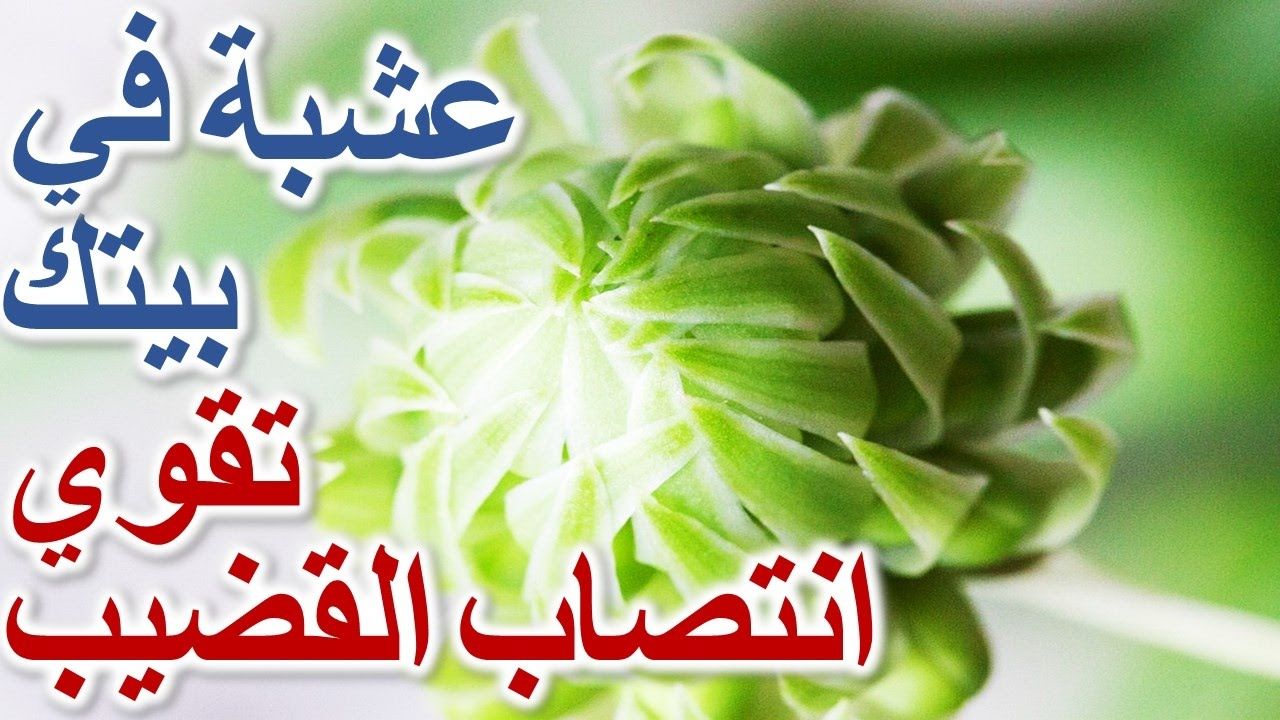 علاج ضعف الانتصاب طبيعيا 6928 2