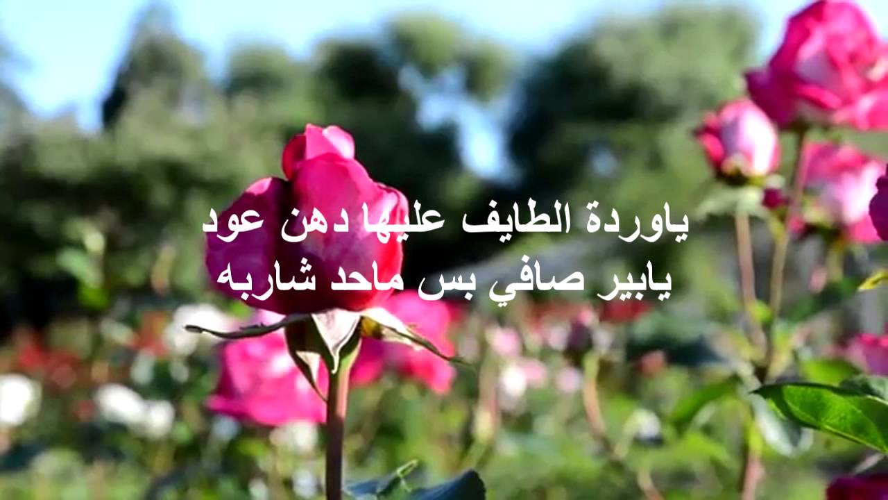 شعر عن الورد - كلمات اشعار جميله اوى 2815 7