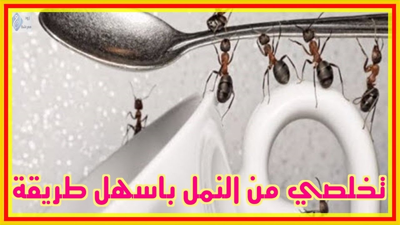 كيف تقضي على النمل 7022 1