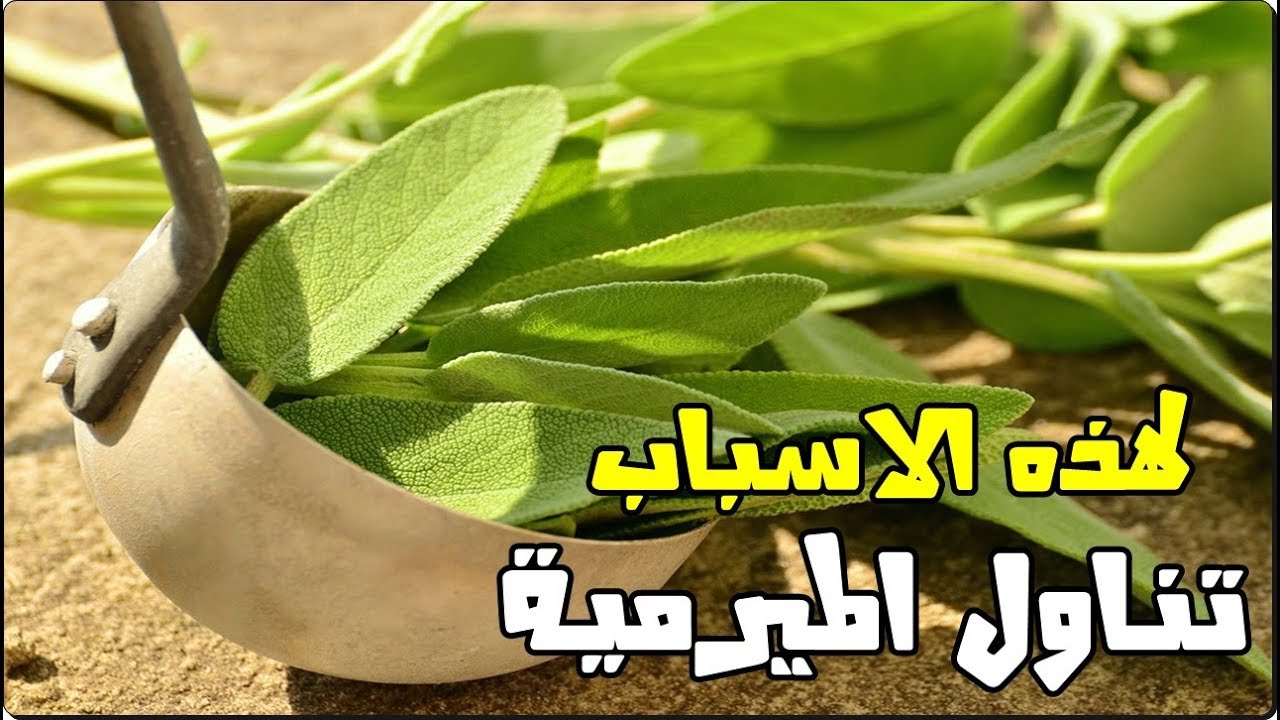 لعشبة الميرمية فوائد مزهلة تعرف عليها - عشبة الميرمية 2138 5