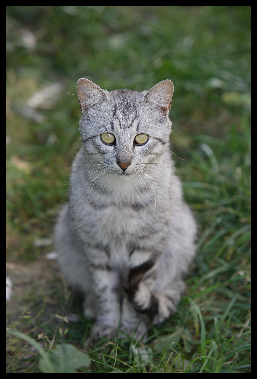 قطط رومي , معلومات و صور رائعه عن القطط الرومى تعرف عليها صور جميلة