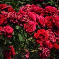 13334 9 صور ورد جميله، صور جذابة ورائعة من الورود اشجع Ashj